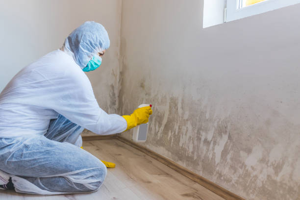 Licensed Basement Mold Removal service in Indian Head, MD - WQB Mold Removal