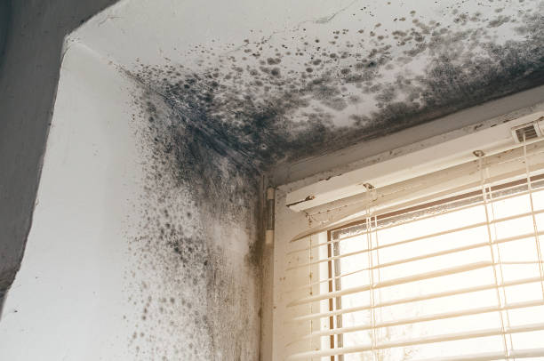 Affordable Basement Mold Removal solutions in Indian Head, MD